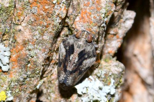 Issus coleoptratus